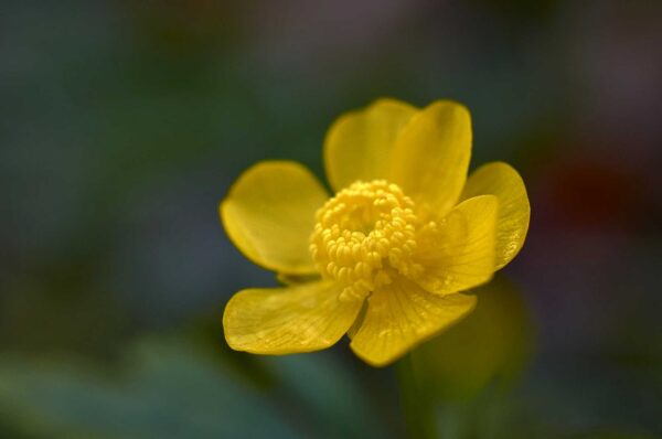 Jaskier polny - żółty kwiatek jak małe światełko wyłania się z gąszczu innych roślin.